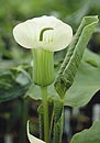 Arisaema candidissimum White Flower Form (White Stripe Cobra Lily)