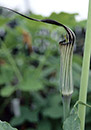 Arisaema concinnum (Chinese Cobra Lily)