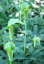 Arisaema heterophyllum (Dancing Crane Cobra Lily)