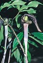 Arisaema iyoanum var. nakaianum (Japanese Cobra Lily)