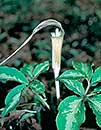 Arisaema kishidae 'Jack Frost' (Japanese Cobra Lily)