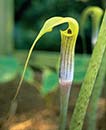 Arisaema muratae (Chinese Yellow Cobra Lily)