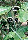 Arisaema ringens (Japanese Cobra Lily)