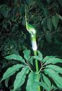 Arisaema tortuosum (Whipcord Jack-in-the-Pulpit)