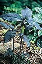 Arisaema triphyllum 'Black Jack' (Black Jack-in-the-Pulpit)