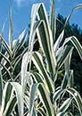 Arundo donax 'Peppermint Stick' (Peppermint Stick Giant Reed Grass)