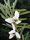 Asimina angustifolia (Slim-leaf Paw Paw)