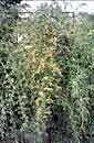 Asparagus verticillatus (Vining Asparagus)