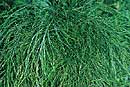 Asparagus virgatus (Broom Fern)