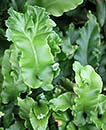 Asplenium scolopendrium 'Undulata' (Undulate Hart's-tongue Fern)