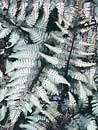 Athyrium niponicum 'Pewter Lace' PP 15,721 (Japanese Painted Fern)