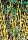 Bambusa multiplex 'Alphonse Karr' (Alphonse Karr Clumping Bamboo)