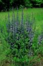 Baptisia 'Purple Smoke' (Purple Smoke Redneck Lupine)