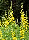 Baptisia sphaerocarpa 'Screamin' Yellow' (Screamin' Yellow Redneck Lupine)