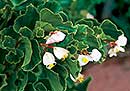 Begonia 'Barbara Rogers' (Barbara Rogers Hardy Begonia)