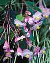 Begonia grandis 'Heron's Pirouette' (Heron's Pirouette Hardy Begonia)