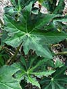 Begonia heracleifolia 'Nigricans' (Hogweed-leaf Begonia)