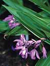 Bletilla striata 'Albostriata' (Striped Hardy Ground Orchid)