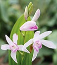 Bletilla striata 'Kuchibeni' (Purple Lip Hardy Ground Orchid)