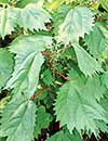 Boehmeria platanifolia (Sycamore-leaf False Nettle)