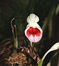 Boesenbergia longiflora (Rosy Orchid Ginger)