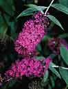 Buddleia 'Attraction' (Attraction Butterfly Bush)