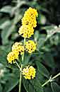 Buddleia 'Honeycomb' (Honeycomb Butterfly Bush)