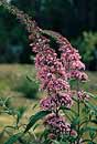Buddleia 'Pink Delight' (Pink Delight Butterfly Bush)