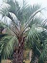 Butia capitata (Jelly Palm)