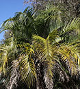 xButiagrus nabonnandii (Mule Palm)