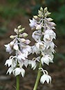 Calanthe aristulifera (Hardy Calanthe Orchid)