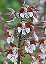 Calanthe discolor (Hardy Calanthe Orchid)