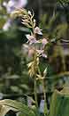 Calanthe reflexa (Hardy Terrestrial Orchid)