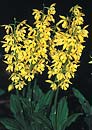 Calanthe sieboldii (Hardy Calanthe Orchid)
