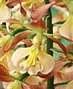 Calanthe sieboldii Takane Hybrids (Hardy Terrestrial Orchid)