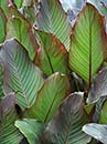 Canna indica 'Red Stripe' (Red Stripe Canna Lily)