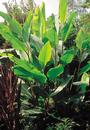Canna 'Musafolia' (Banana Canna Lily)