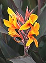 Canna 'Pacific Beauty' (Pacific Beauty Canna Lily)