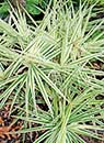 Carex phyllocephala 'Sparkler' (Sparkler Sedge)
