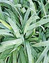 Carex platyphylla (Broad-leaf Silver Sedge)