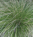Carex retroflexa 'Bonnie and Clyde' (Bonnie and Clyde Reflexed Sedge)