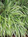 Carex siderosticta 'Variegata' (Striped Broad Leaf Sage)
