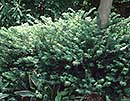 Cephalotaxus harringtonia 'Duke Gardens' (Duke Gardens Plum Yew)