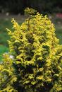 Chamaecyparis obtusa 'Spirited' (Spirited Golden Hinoki Cypress)