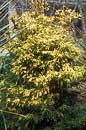 Chamaecyparis obtusa 'Tsatsumi Gold' (Tsatsumi Gold Hinoki Cypress)