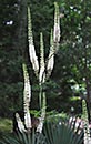 Cimicifuga racemosa (Black Cohosh)