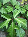 Cissus trifoliata (Possum Grape Ivy)