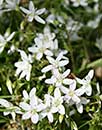 Claytonia virginica A11NC-108 (Virginia Spring Beauty)