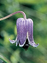 Clematis pitcheri (Pitcher's Leather Flower)