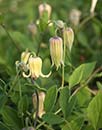 Clematis reticulata (Netted Clematis)